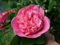 Camellia D. Herzilia_2 